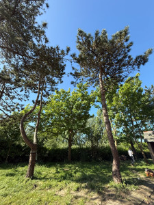 Photo de galerie - Elagage et coupe d'arbres