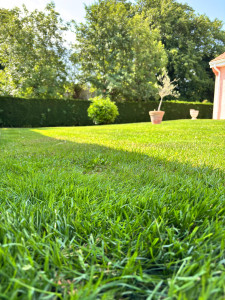 Photo de galerie - Tonte de pelouse