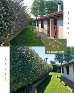 Photo de galerie - Taille d'une haie et tonte de pelouse