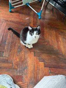 Photo de galerie - Garde chat