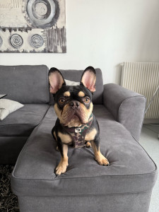 Photo de galerie - J’ai eu l’occasion de garder Booba un excellent chien, très actif très mignon