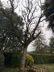 Photo de galerie - Abattage par démontage en cours 