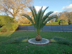 Photo de galerie - Taille d'un phoenix en prenant soin de respecter la forme 