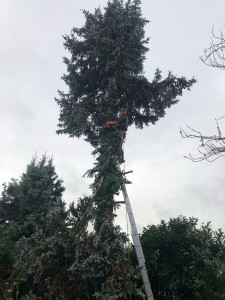 Photo de galerie - Abattage d’un sapin bleu