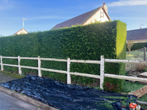 Photo de galerie - Taille de haie en tout genre 