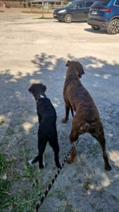 Photo de galerie - Chiot de 6 mois avec ma chienne <3