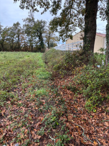Photo de galerie - Tonte de pelouse - Débroussaillage