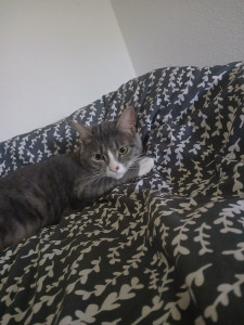 Photo de galerie - Passionnée de chats je vous propose mes services pour leur rendre visite durant vos vacances, week-end... afin de leur apporter les
 soins nécessaires, la nourriture, le 
changement de la litière, les câlins, jouer etc.

N hésitez pas à me contacter 