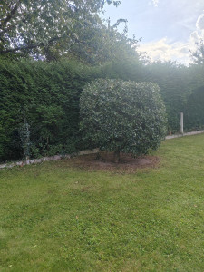 Photo de galerie - Taille de haies et d'arbustes