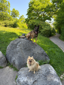 Photo de galerie - Garde chien