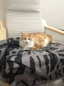 Photo de galerie - Ronron qui se prélasse 