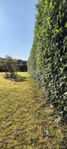 Photo de galerie - Taille de haie