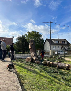 Photo de galerie - Elagage et coupe d'arbres