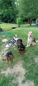 Photo de galerie - Garde chien