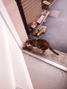 Photo de galerie - Garde chat