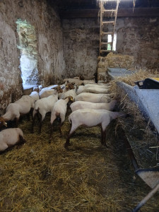 Photo de galerie - Paturage