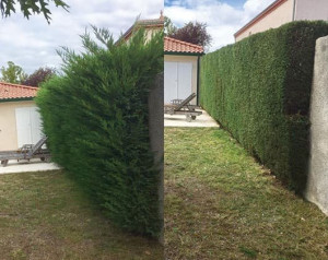 Photo de galerie - Taille haie sapin 