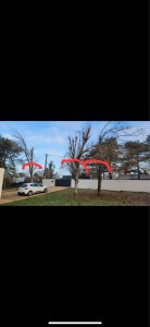 Photo de galerie - Elagage et coupe d'arbres