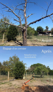 Photo de galerie - Avant - Après d’un cerisier mort élaguer 