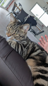 Photo de galerie - Chat que je garde