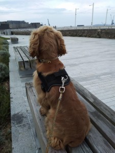 Photo de galerie - garde d'un chien cocker : balade près du pont de recouvrance à Brest