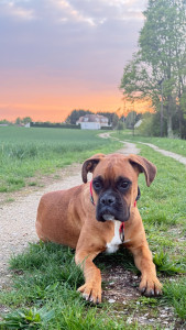 Photo de galerie - Chiot de 8 mois garder à domicile 