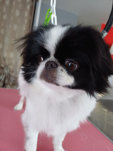 Photo de galerie - Petite espagnol japonaise que je toilette régulièrement ? ✂️ 