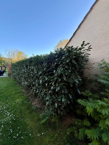 Photo de galerie - Taille de haies et d’arbustes 