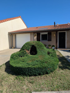 Photo de galerie - Taille style forme panier a la demande de la cliente, il manque plus que le géranium dans le trou. elle est satisfaite 