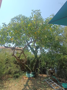 Photo de galerie - Taille d arbre 
avec passage de mastic sur les coupes