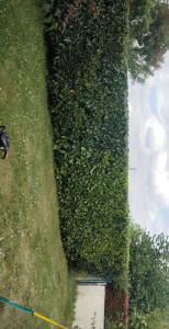 Photo de galerie - Taille (Apres)