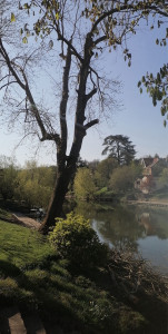 Photo de galerie - Elagage et coupe d'arbres