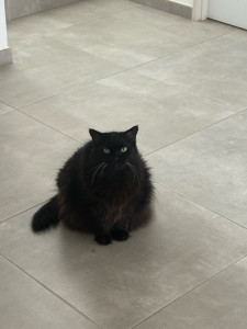 Photo de galerie - Garde de chat 