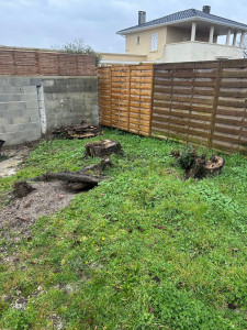 Photo de galerie - Abattage de 3 chêne 