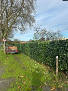 Photo de galerie - Taille de haies et d'arbustes