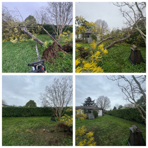 Photo de galerie - Mimosas par terre suite coup de vent donc taille et évacuation branches et troncs 