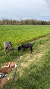 Photo de galerie - En balade avec nos deux chiens et une chienne gardée 10 jours avec respect de son régime alimentaire et sa prise de médicaments 
