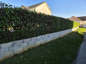 Photo de galerie - Taille de haies et d'arbustes