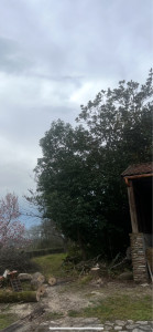 Photo de galerie - Abattage liquidambar