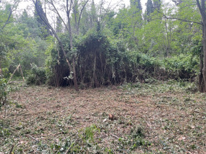 Photo de galerie - Débroussaillage complet 