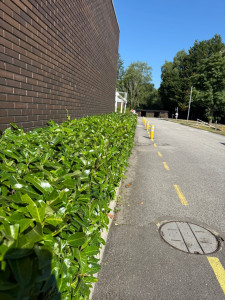 Photo de galerie - Taille de haies et d'arbustes