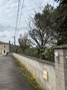 Photo de galerie - Entretien haie et arbres