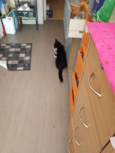 Photo de galerie - Chat où chien 