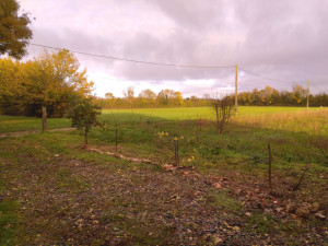 Photo de galerie - Suppression de haie de frêne, palissage de vigne en cordon.
