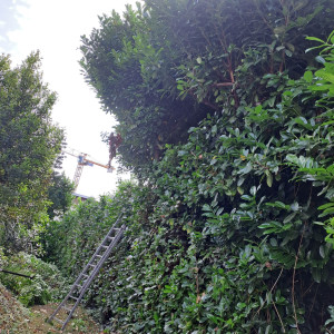 Photo de galerie - Haie de laurier de 5 metre de hauteur après réduire de 1,50 de hauteur 