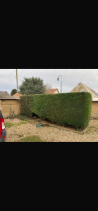 Photo de galerie - Réduction plus taille de thuyas 