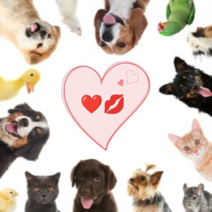 Photo de galerie - Bonjour, eatoy à la recherche d’un emploi pour s’occuper d’animaux, chatons, chiots... Je les adore, si vous avez besoin de mon aide, écrivez-moi un WhatsApp ou un message privé et nous parlerons. Merci beaucoup. Sinceres salutations.