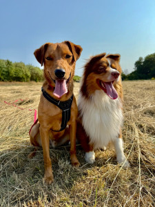 Photo de galerie - Garde chien