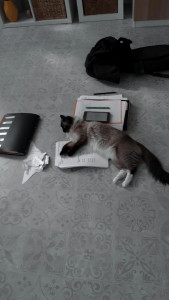 Photo de galerie - Le chat nous a bien aidé ?
