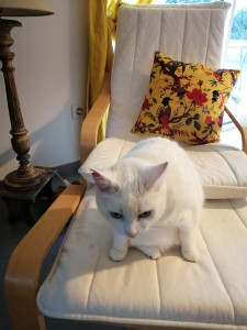 Photo de galerie - Chita  ( adorable 